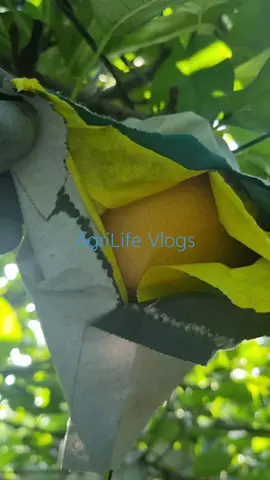 Pear fruit Harvesting#shorts #Agriculture #Farming #Fruit 