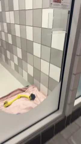 PLEASE I cannot adopt her myself because I have a 6 year old in the home, a 115lb dog, 2 cats, 2 rats, and i'm currently fostering 5 kittens from the shelter as well.  #adoptdontshop #rescuedog #animalshelter #dog 