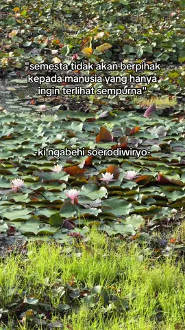 #lotus #terate 