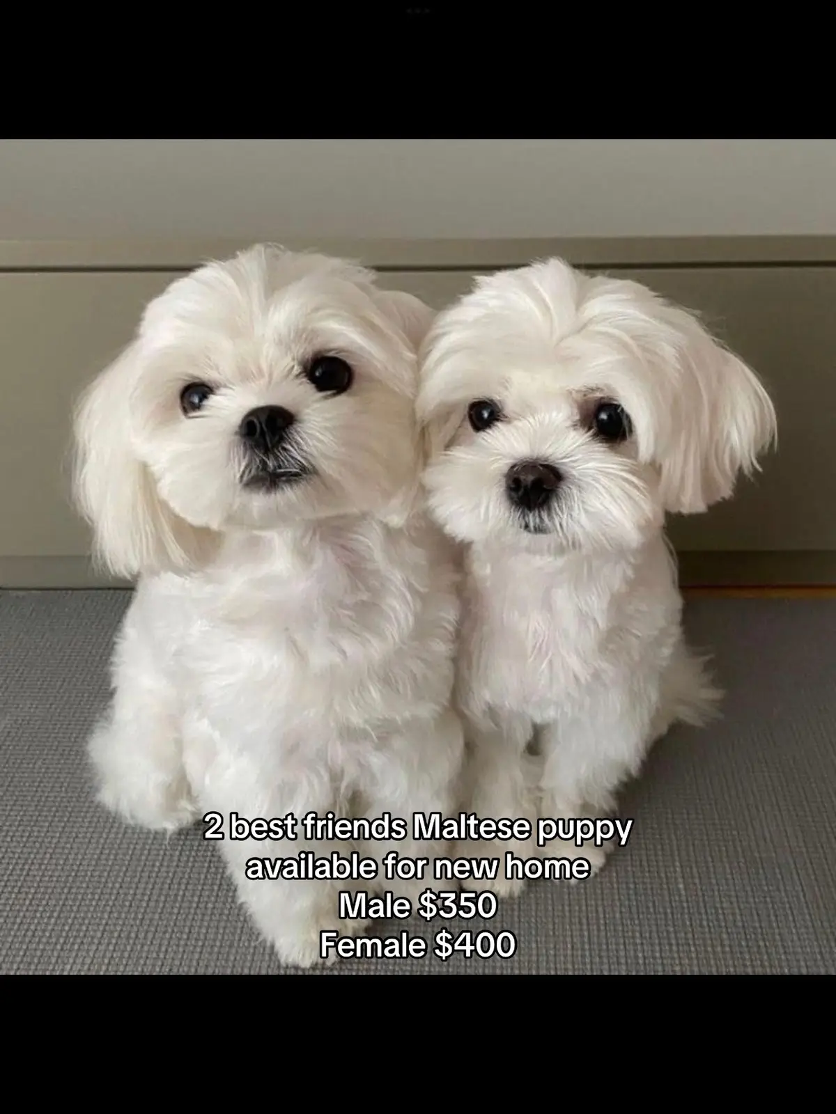 We have 2 adorable purebred Maltese puppies ready for their forever homes! 🐶💖 They are 12 weeks old, healthy, playful, and already eating solid food. Malteses are known for their sweet personalities, fluffy white coats, and being the perfect companion for families or individuals. 📌 Details: 	•	Females: $400 	•	Males: $350 	•	Age: 12 weeks 	•	Vet checked & up to date on shots Don’t miss out on adding one of these loving pups to your family! 🏡💞 #maltesepuppy #puppyforsaleusa #cutedogsoftiktok #adoptdontshop #USAPuppies