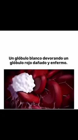 Un glóbulo blanco devorando un glóbulo rojo dañado 💀 - - - - #foryoupage #todoelmundo #explicandobiomedicina 