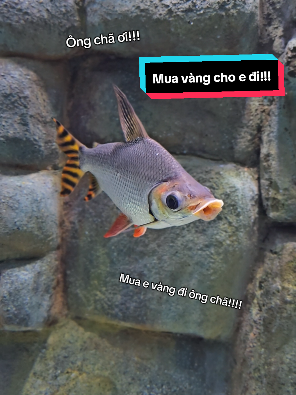 E thích vàng quá r ông chã ơi!!! #VinWonders #GreenCreator #dulich #VinwondersPhuQuoc 