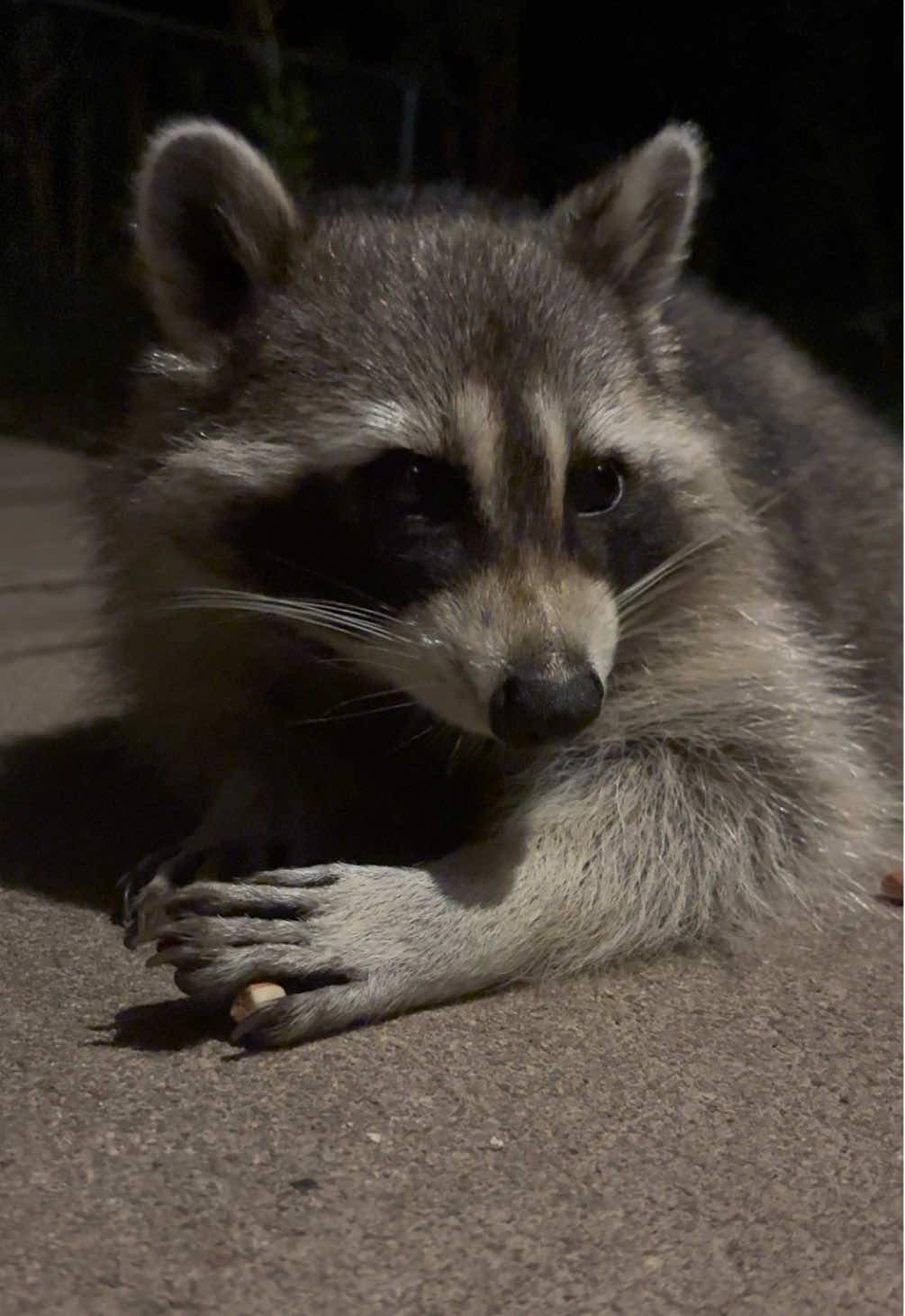 Mischievous and dubious in nature . #raccoon #mymanlovesnuts #addictedtonuts #fyp 