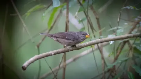 🇧🇷cigarra verdadeira🇧🇷