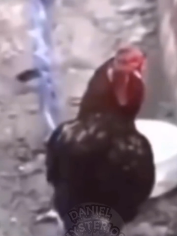 GALLO DICE ¡CRISTO VIENE!