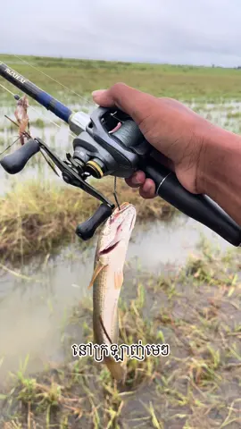 🎣♥️ #Fyp #បបក់ត្រីធម្មជាតិ🎣🇰🇭 #cambodia 