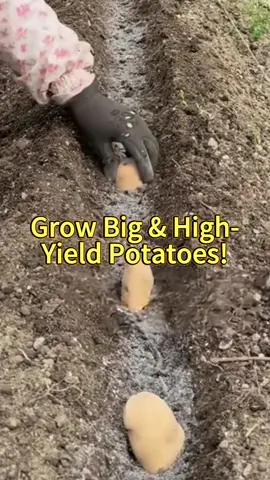 Grow Big & High-Yield Potatoes!#potato #agriculture #plants #planttips #vegetables