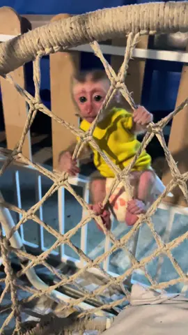 ขึ้นเก่งแล้ว❤️🐒#ลูกลิง🐒🐒 #ลิงน้อย #ลิงดื้อ 