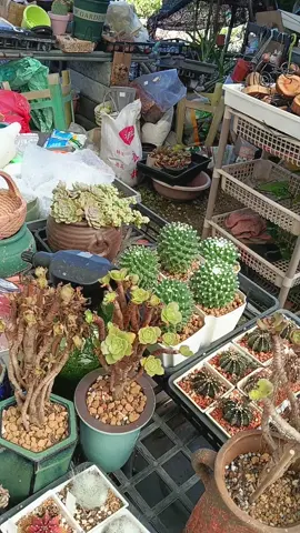 #TikTok夏日音樂節 #🇹🇼💞🇮🇩 