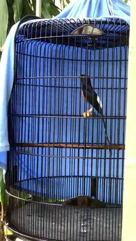 Tes sebelum kontes #muraibatuindonesia #fyp #muraibatumedan #murai 