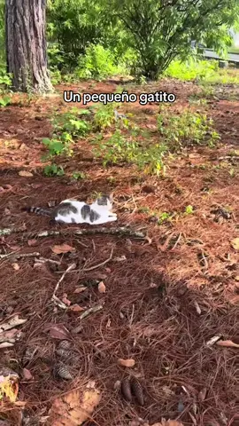 Un amor noble 😇 #viral #fyp #paratiiiiiiiiiiiiiiiiiiiiiiiiiiiiiii #viral 