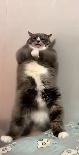 my#cat can dance