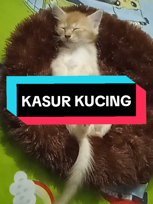#bantalkucing #kasurkucing #tempattidurkucing #catlover #creatorsearchinsights2025 