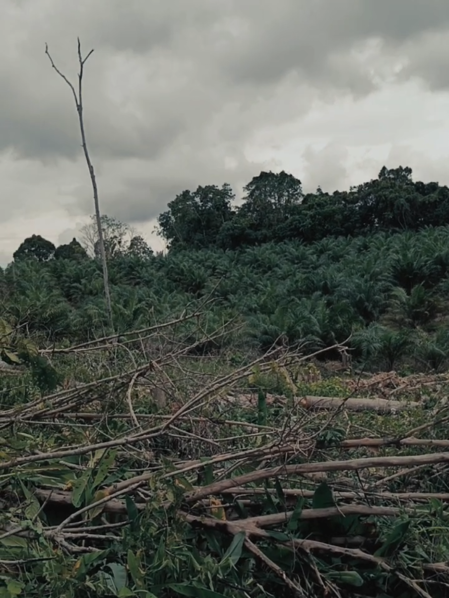 Semua Akan Ku Buktikan🔥🔥🔥#soudviral #foryou #templatecapcut #tren #Capcut 