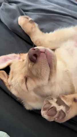 This girl and her sleeping positions #puppy #dog #sleepy #daisymae #pooch 