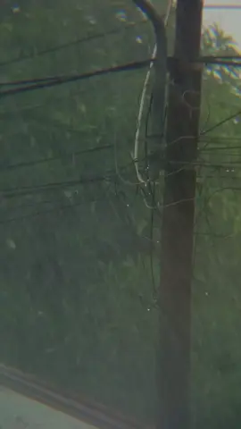 #creatorsearchinsights #hujan #hujan🌧️ #vibeshujan 