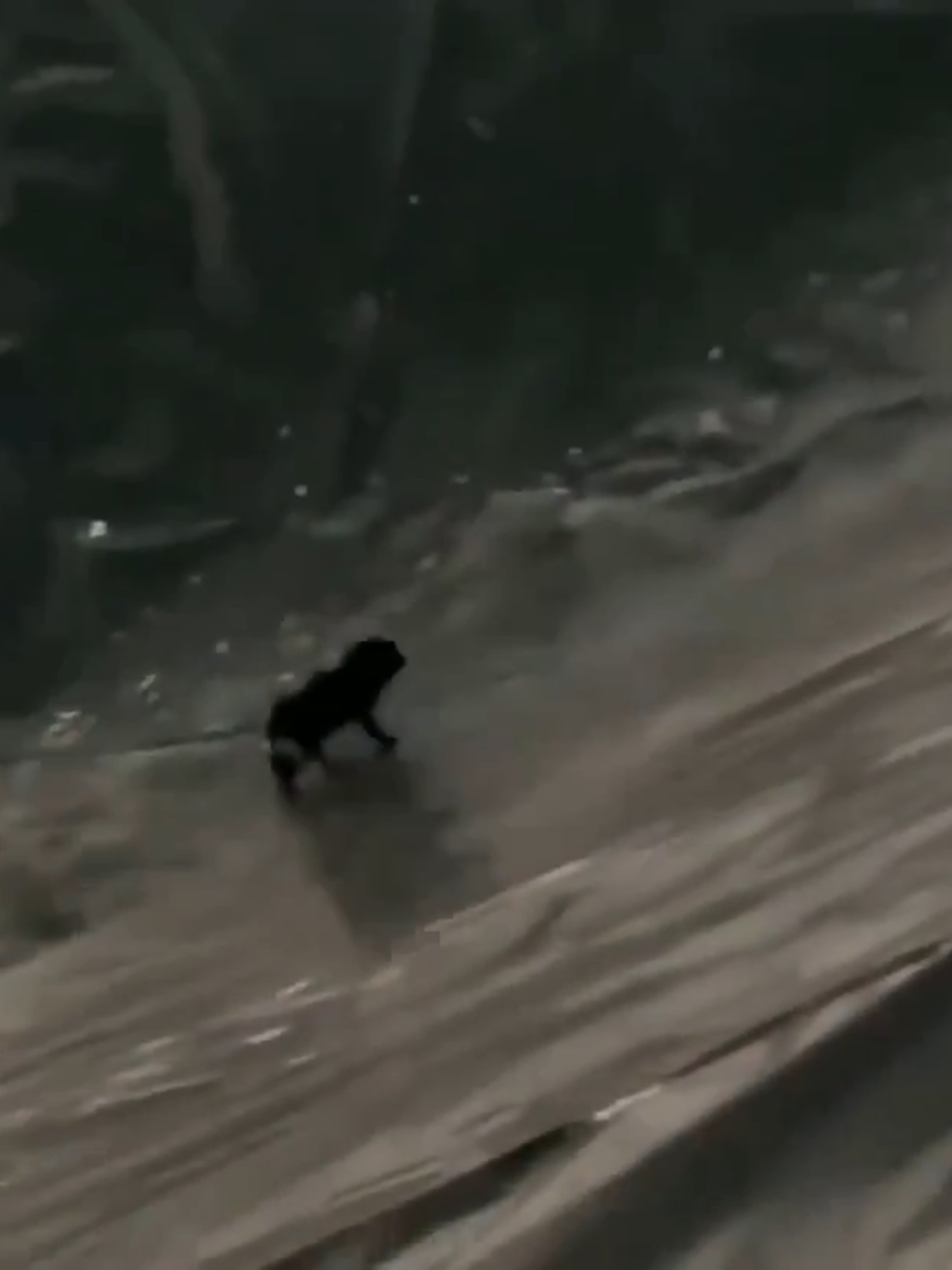 Pobrecito! ;-) #animals #humour #fypシ #viralvideo #funny #video #fun #foryoupage #fyp #foryou #tiktok #comedy #humor #goviral #amazing #b #comedia #d #explore #dog #anime #a #bdtiktokofficial #dúo #f #greenscreen #perro #perros #storytime #tik_tok #anime #b #c #dúo #d #explore #edit #fyp #foryoupage #funny #f #goviral #greenscreen #humor #humour #i #j #k #lol #l #mexico #movie #m #n #on #o #pourtoi #paratii #perte #pov #q #r #storytime #s #tiktokviral #t #u #video #videoviral #vairal #voiceeffects #v #w #xh #you #y #zoommyface #z #dancer