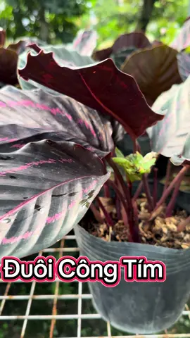 #caycanhminhtuong #caycanh #duoicongtim #duoicong 