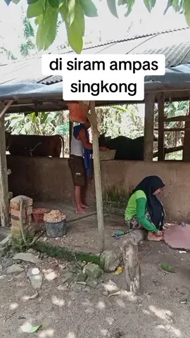 disiram ampas singkong#videoviral #viral #fyp 