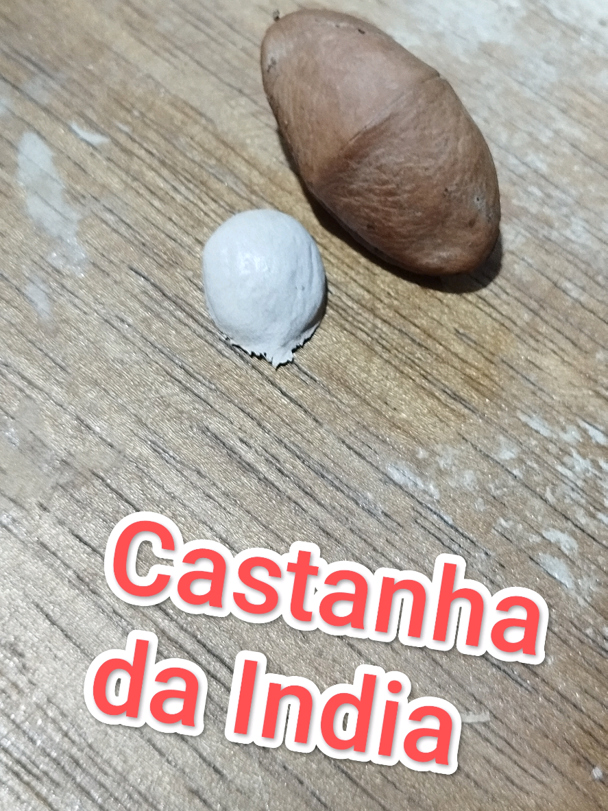 Emagrecimento com castanha da Índia!  *Não estou indicando nem influenciando ninguém a consumir!   3 dias usando  86,400kg para 84,200kg  #castanhadaindia  #emagrecersemsofrer #magrasmagrasmagras  #obesidade 