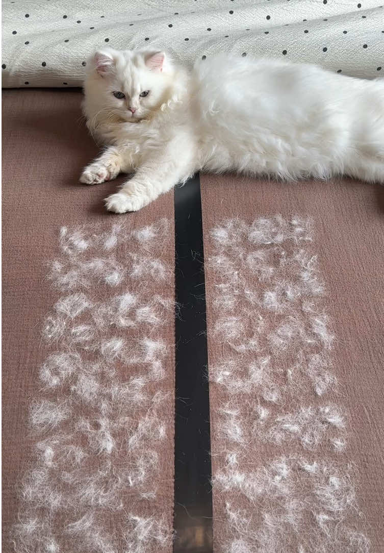 This is the reason why I chose YOMI PET👋#tiktokshop #PetsOfTikTok #pethairremoval #petproducts #catsoftiktok 