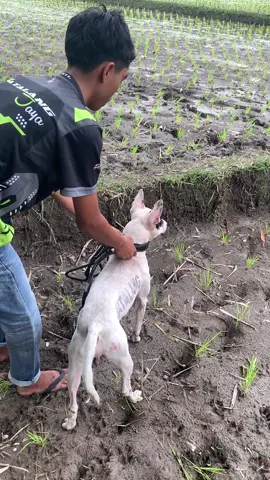 baraja jandigalak an #porbi #porbimarenten #porbi_sumbar #lewatberanda 