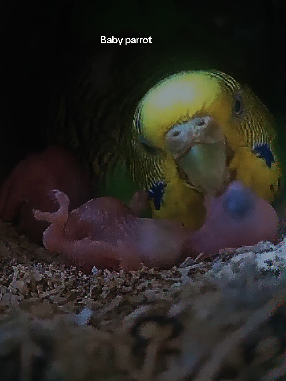 #business #baby #parrot #babyfood #lovebirds 