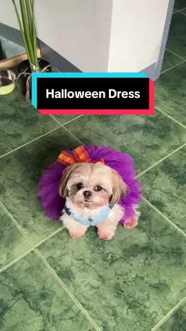 cute halloween dress for pets 🐶 #dogsoftiktok #dogcostume #dogoutfit #pethalloweencostume #doghalloween 