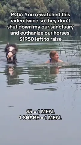 Every kind comment would mean a world to me #horses #shelter #sanctuary #animalsoftiktok #horsefarm       