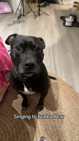 His eye twitched 😂😂😂 #dogsoftiktok 