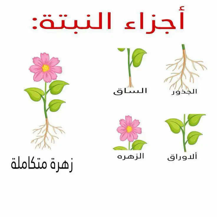 #مجاني #العودة_للمدرسة #مطويات_مدرسية #مطويات 