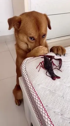 #dog #dogs #fyp #tiktok 