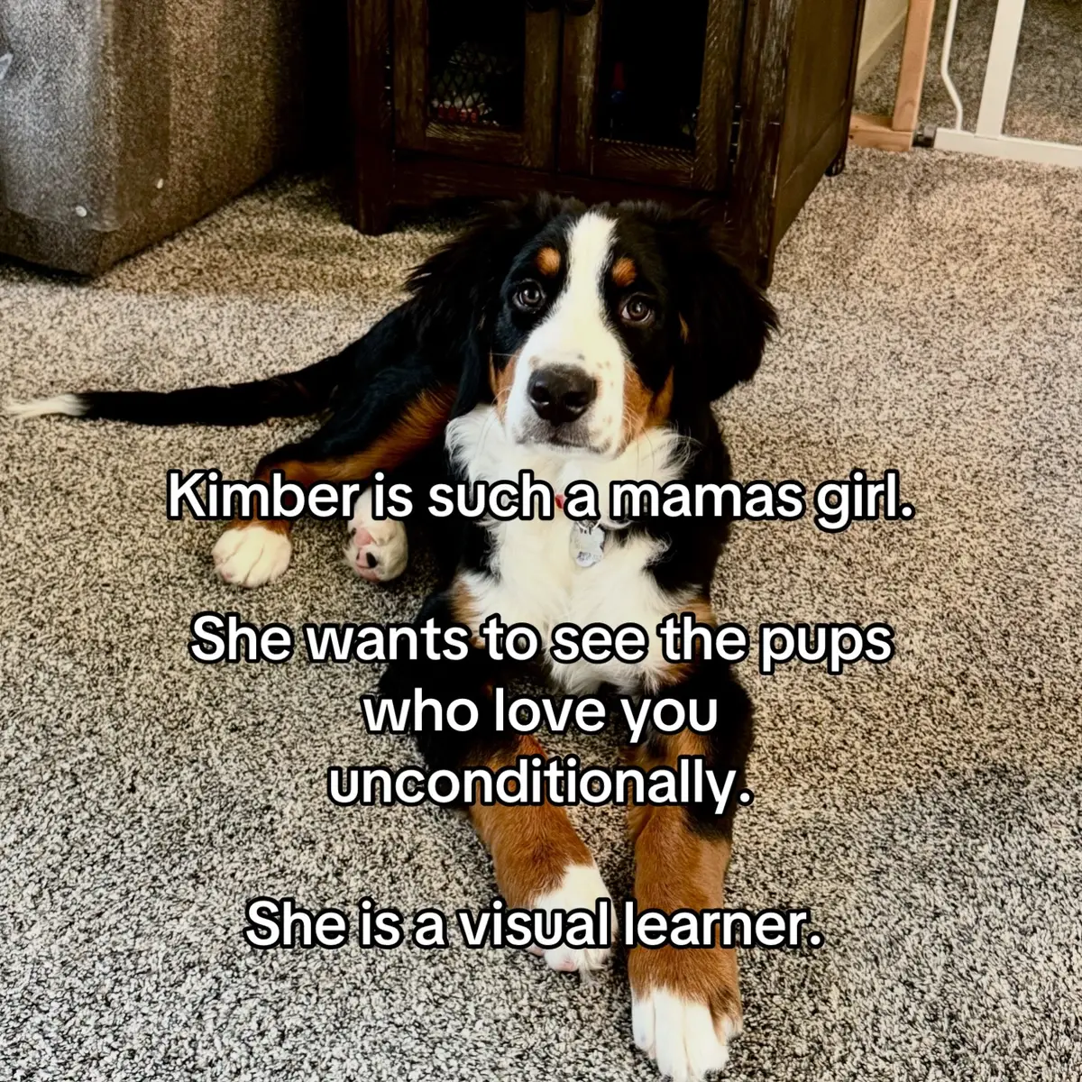 I became a Berner mom almost 3 months ago after losing my best girl of 13 years. Miss Kimber has steped up to the plate and has yet to disappoint. #Berner #BerneseMountainDogPuppy #BerneseMountainDog #ESA #EmotionalSupportAnimal 