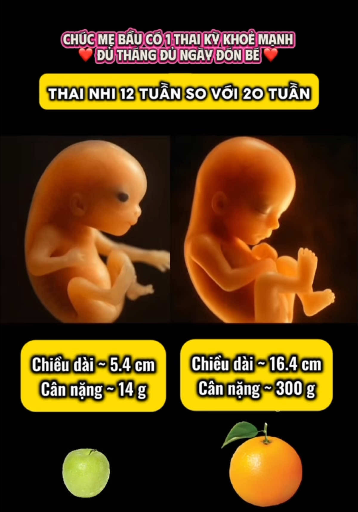 Ebe 12 tuần và 20 tuần tuổi sẽ như thế nào? #mangthai #mebau #ngucocbau #LearnOnTikTok #ngucocbaulaclac 