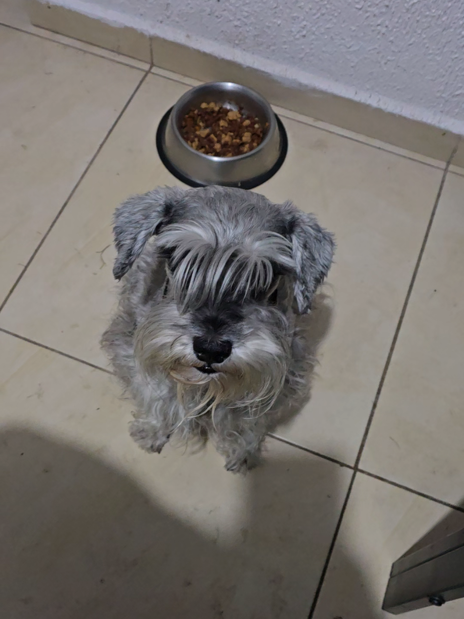 ich will eine krokette #yuji #myführer #perritos #aleman #schnauzer 