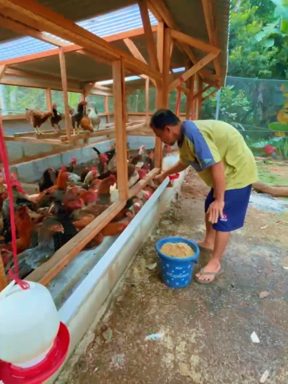 andalan pakan Pride Farm🔥 #peternakayam #peternakayamindonesia #pakanayamkampung #ayamkub2 #fyp 