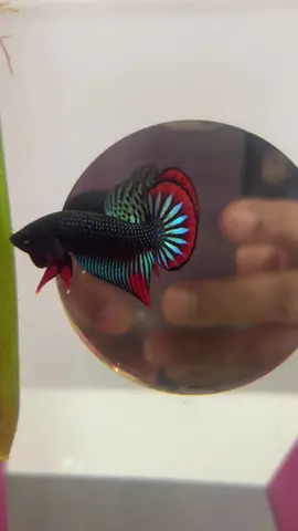 #ปลากัดป่าหน้าดำภาคตะวันออก🌚 #ปราจีนบุรี #ปลากัดป่า #ปลากัดป่าพัฒนา #ปลากัดสัตว์น้ําประจําชาติไทย 