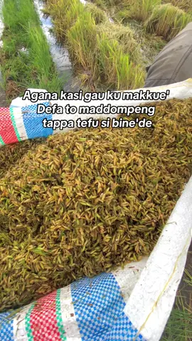 Tobakaa🤦🏻‍♂️#fyp #paggalungjikesi #soppeng #taupeddilellungdeceng #viral 