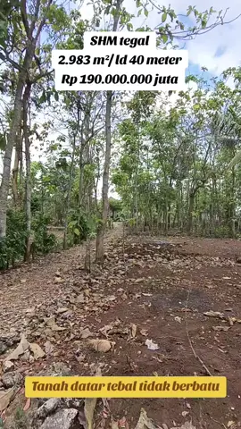 #tanahdijual SHMt 2.983 m², tanah datar,harga 190 juta loss nego, #tanahmurah #tanahgunungkidul #tanahsiapbangun #tanahmurahdigunungkidul 