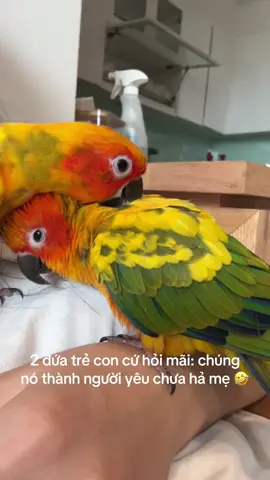 A chủ trước bảo Chip thông minh lắm nên thay đổi môi trường sẽ bị stress 1 thời gian, giờ Chip vẫn buồn lắm chưa được hoạt bát trở lại như ở nhà cũ. #sunconure #birds #parot #pet #vẹt 