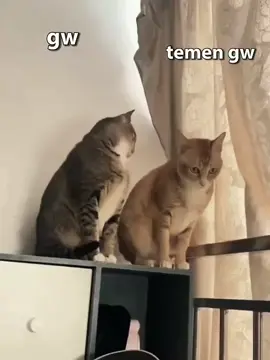 @amutaa🧜‍♂️ ini ver pipin😚#pipin #nurularifin #fyp #4u #magelang24jam 