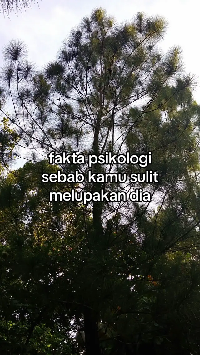 #galaubrutal #foryoupage #xybca #fyp 