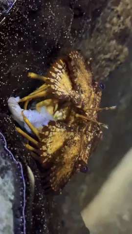 Our Slipper Lobster was hangry for 🍤