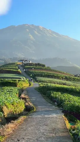 Masyaallah suasana pagi hari di sukomakmur cantik banget yaa🥺🫶🏻✨ #fyp #sukomakmur #wisatamagelang #negrisayursukomakmur #magelang 