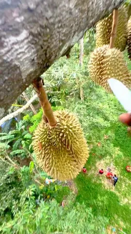 (1 minute) Amazing fruits  #fruits #asmrfood #asmr #satisfyingvideos #asmrfood 