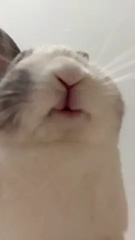 Mồm nhai trông giải trí ghê á =))) #xuhuong #viral #trending #douyin #bunnypetshop 