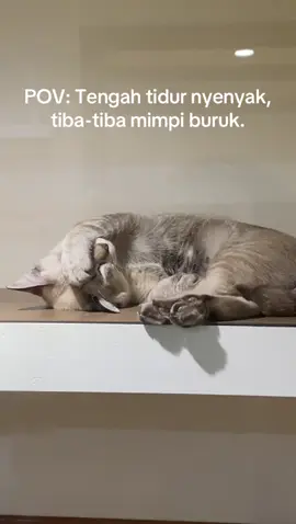 Mimpi ingatkan staycation dah habis😆 Hi paw parents❤️ Welcome to Cathome Hotel and Grooming for your furbabies🐈 We provide comfortable and exclusive room for your furbabies to stay as low as RM20/night🙀 Variety of grooming package by our trained groomer started from RM35. Book now so that you wont miss your slot😊 CATHOME KEPONG 📍37, Jalan Medan Putra 6, Medan Putra Business Centre 52200 Kuala Lumpur Waze : Cathome Cat Hotel and Grooming (Kepong) Call / Whatsapp : +60 12 3986 704 CATHOME, OUG PARKLANE 📍A1-1-12 Oug Parklane, Jalan Puchong 58200 Kuala Lumpur Waze : Cathome Cat Hotel and Grooming (OUG Jalan Klang Lama) Call / Whatsapp : +6011 3986 7036 Reach out to us by clicking link below 👇 👇👇 https://linktr.ee/Cathome.my https://linktr.ee/Cathome.my https://linktr.ee/Cathome.my #cathome  #cathotel #catboarding  #catspa  #catgrooming            