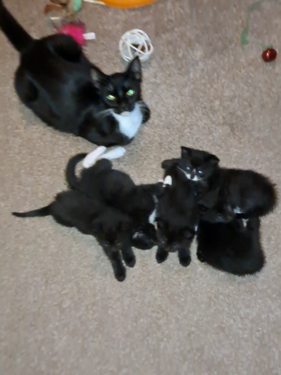She loves these babies to the fullest. <3 #kittens #motherhood 