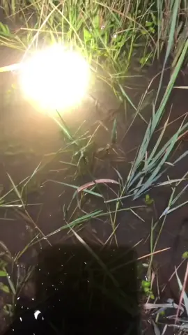 បានមួយនេះមេស្រែហើយ#fypシ゚ #fypシ゚viral #fyppppppppppppp 