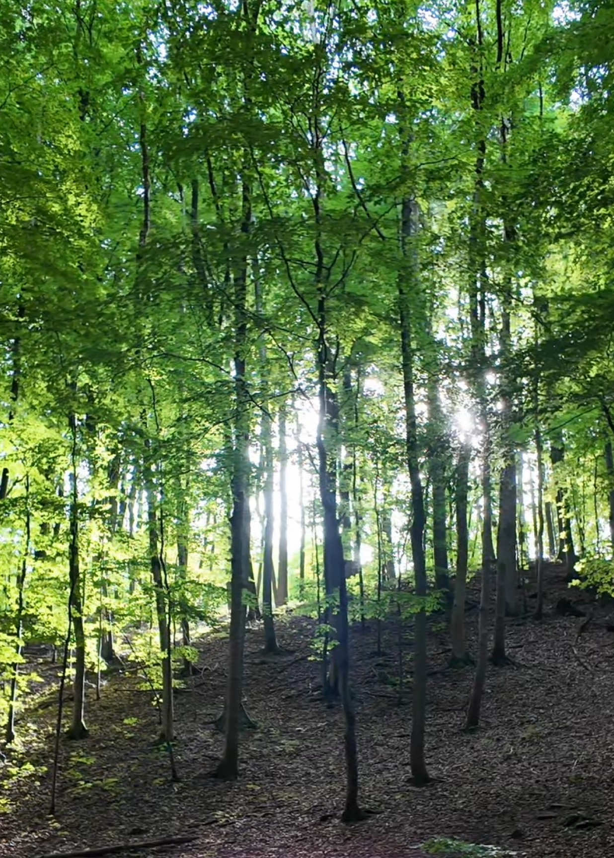 #happyzirpel #wald #pilz #familyguy #biology 
